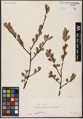 Foto von Salix aurita L.